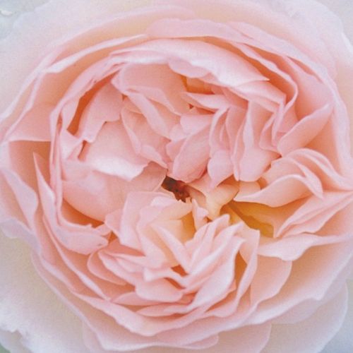Online rózsa vásárlás - Rózsaszín - angol rózsa - diszkrét illatú rózsa - Rosa Ausreef - David Austin - Halványrózsaszín, gyümölcsös-mirha illatot árasztó virágai kellemes kontrasztot alkotnak élénkzöld lombozatával.